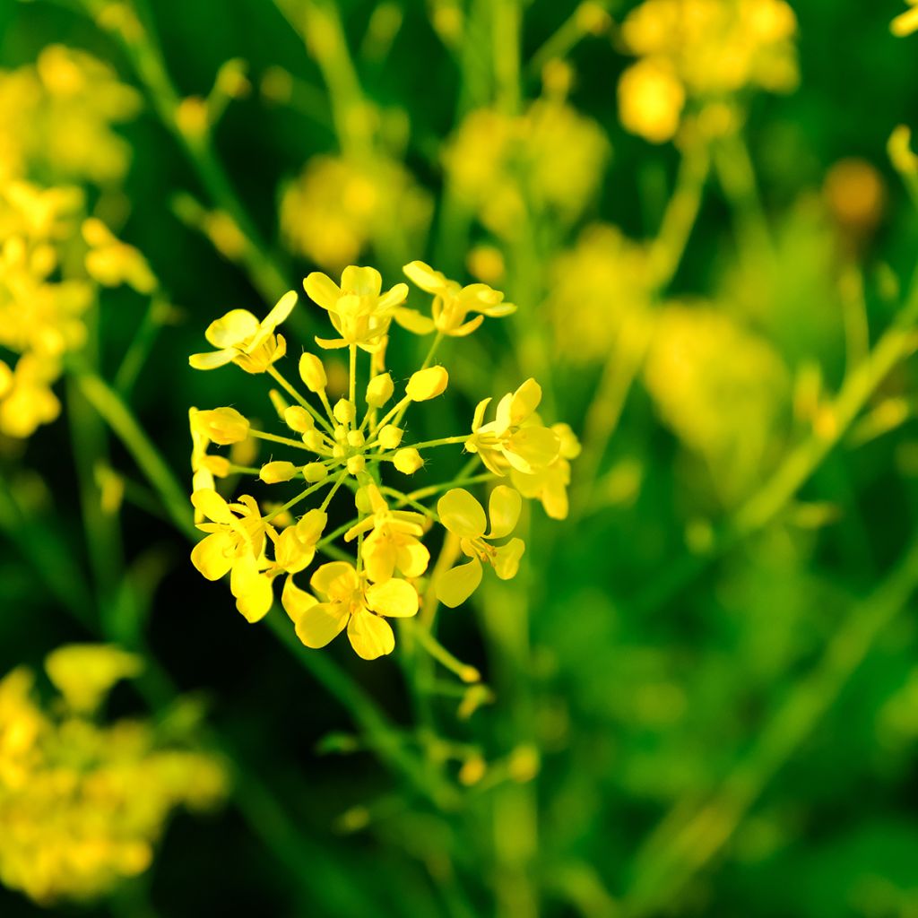 Weißer Senf (Grüner Dünger) - Sinapis alba