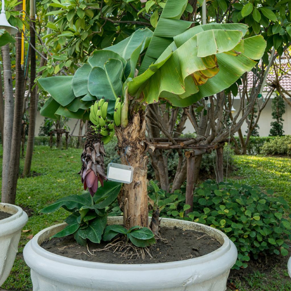 Musa acuminata - Zwerg-Essbanane