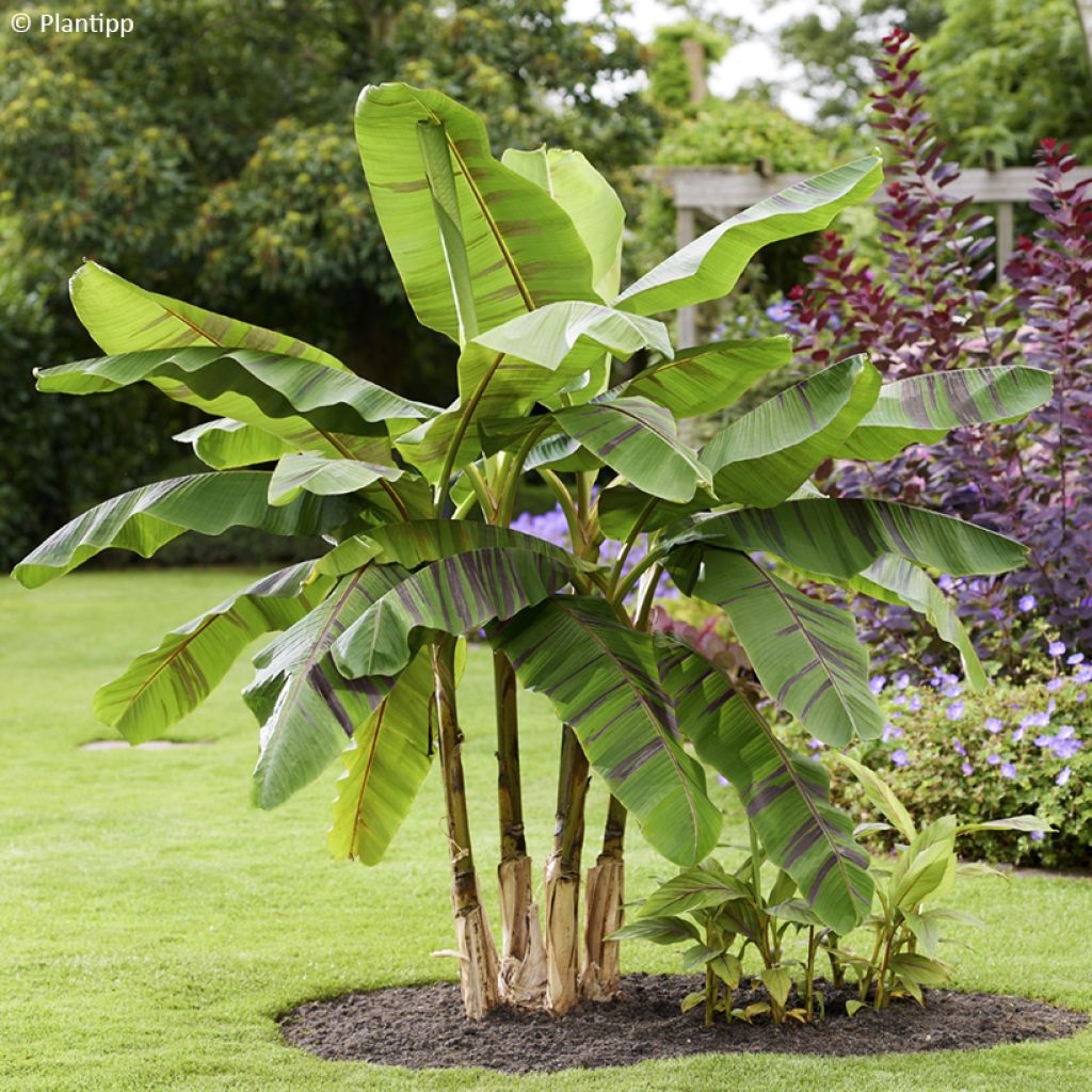 Bananenpflanze Ever Red - Musa sikkimensis