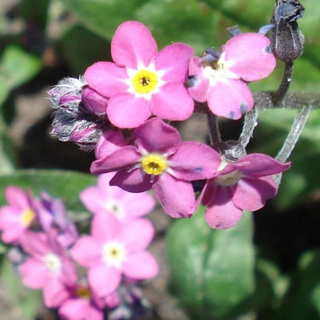 Vergissmeinnicht Rosylva - Myosotis sylvatica