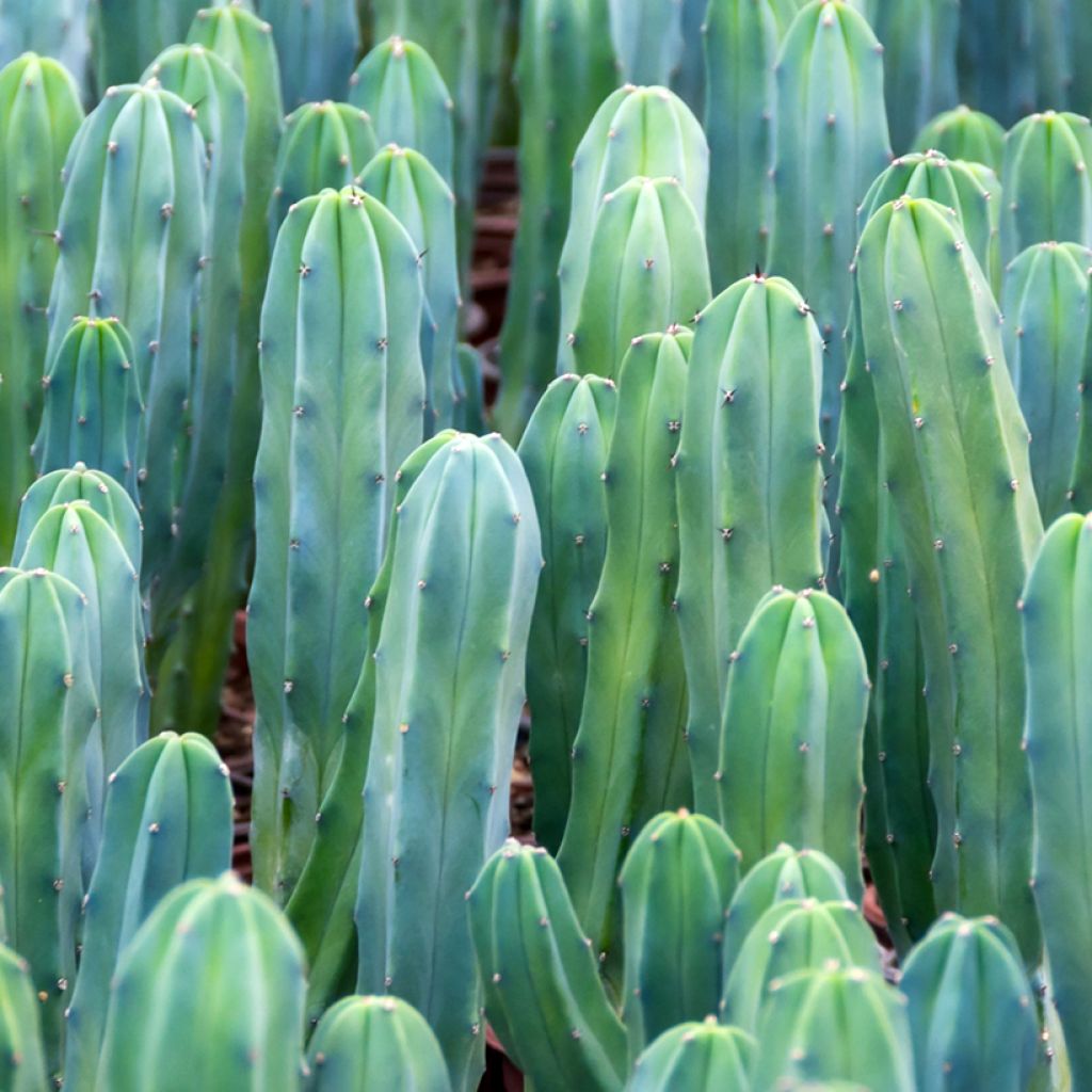 Myrtillocactus geometrizans