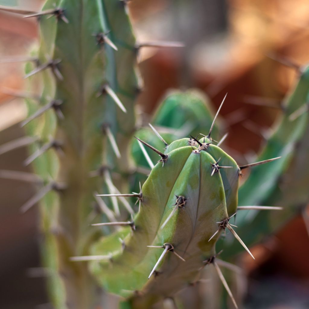 Myrtillocactus geometrizans