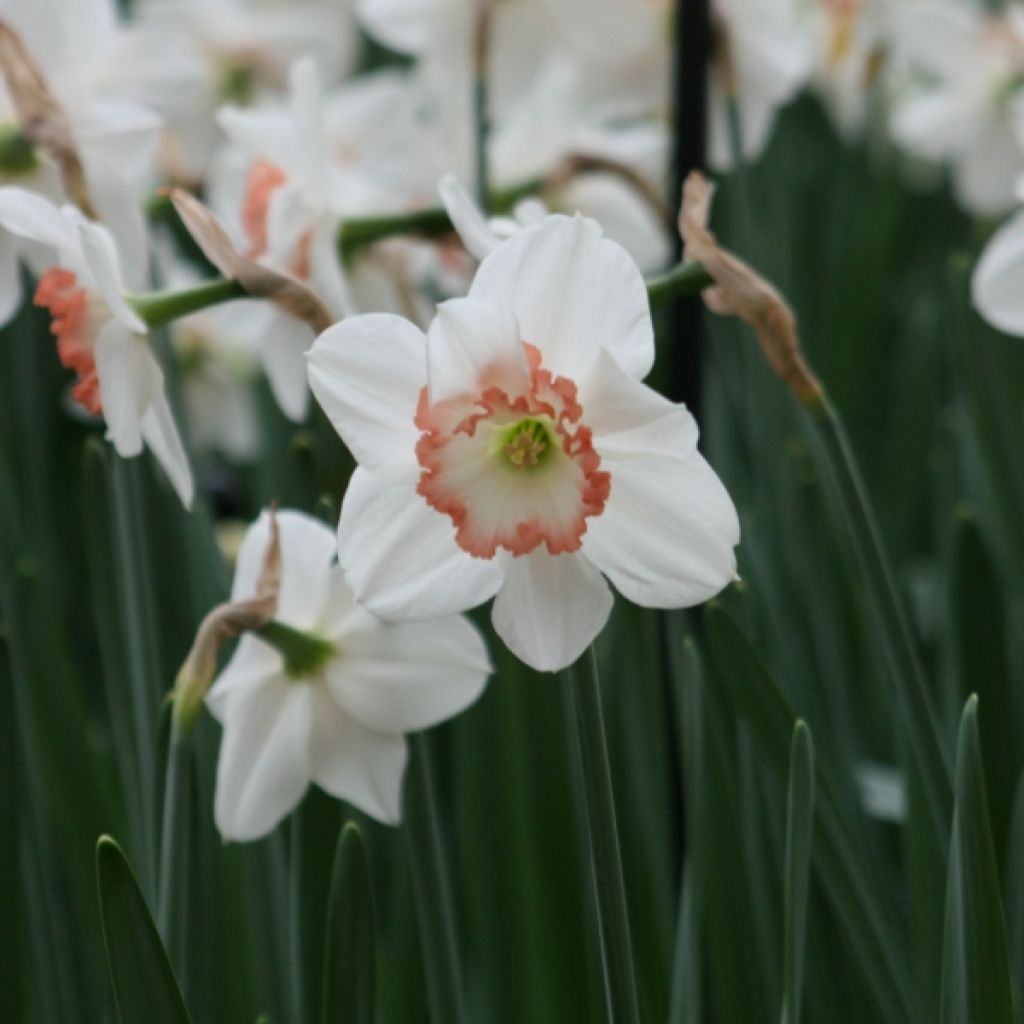 Narcissus Janis Babson