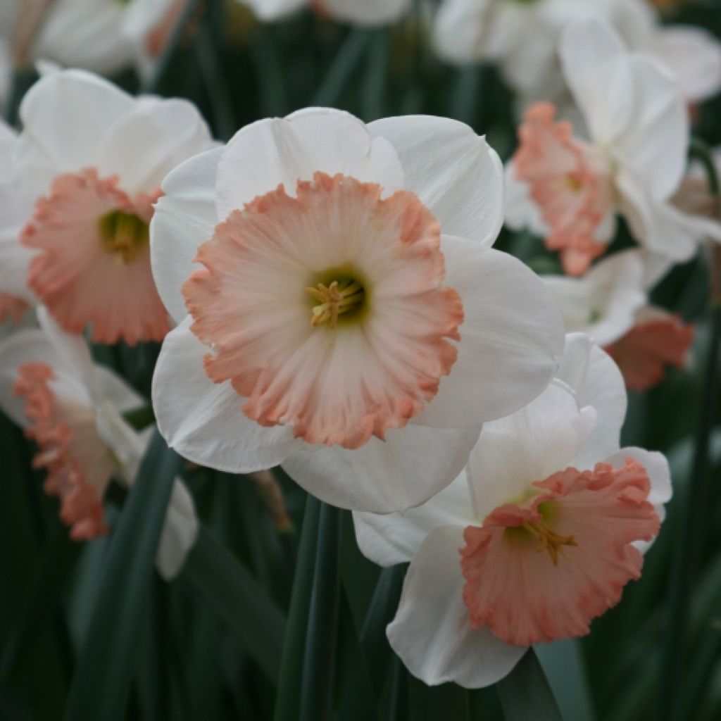 Narcissus Sentinel