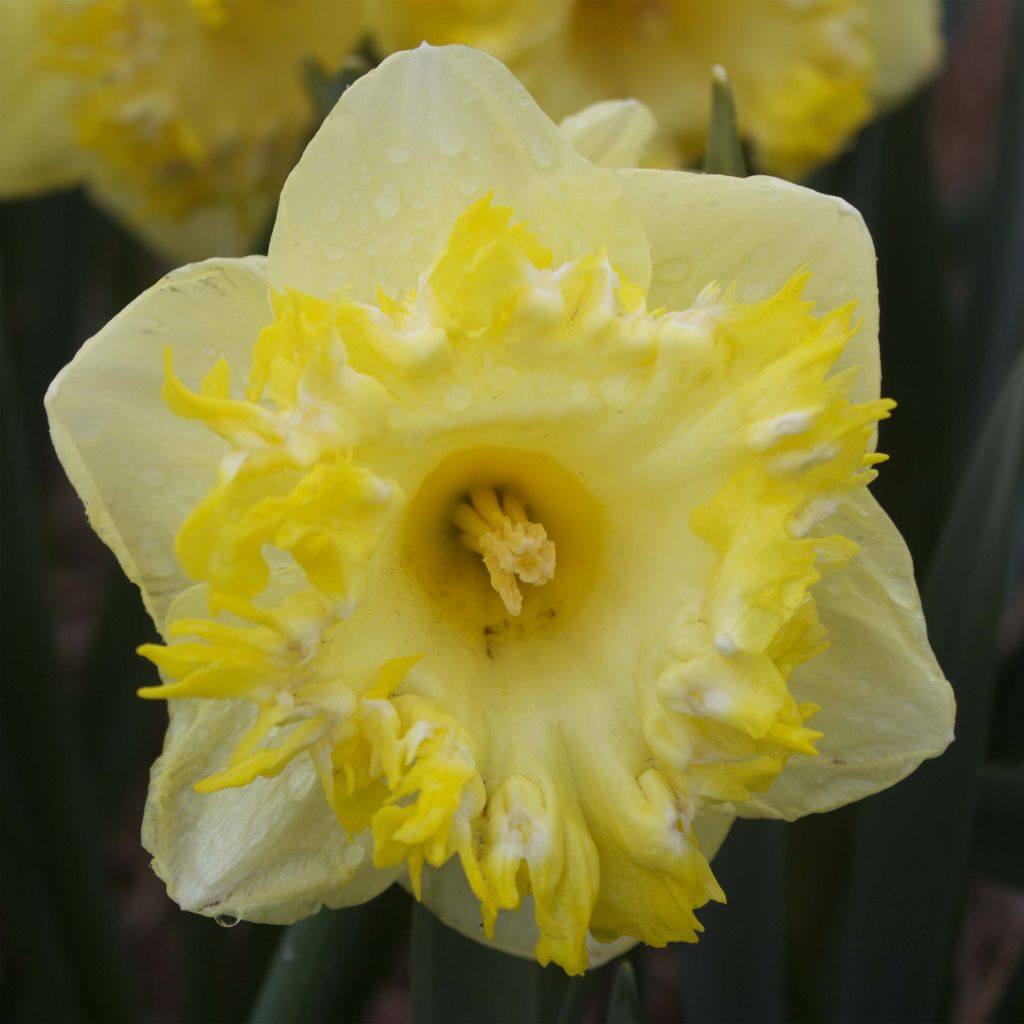 Narcissus Snowtip