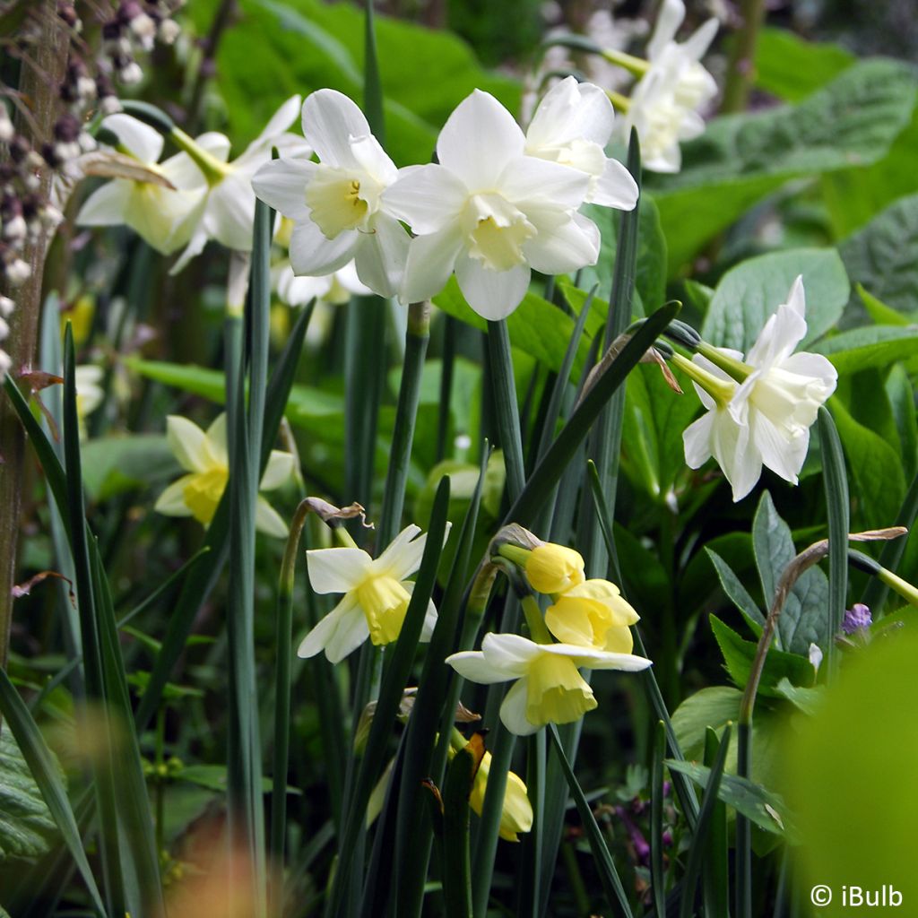 Narcissus Pueblo