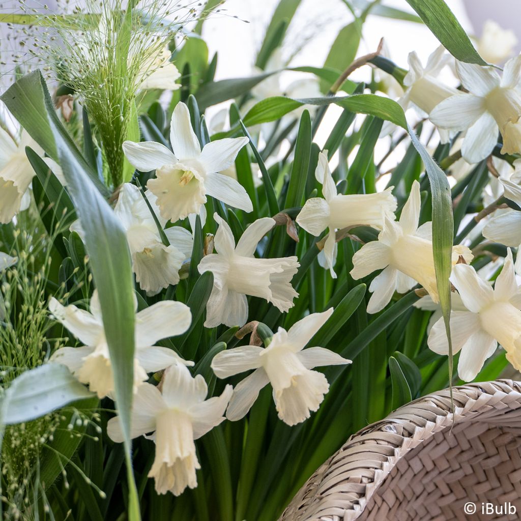 Narcissus Pueblo