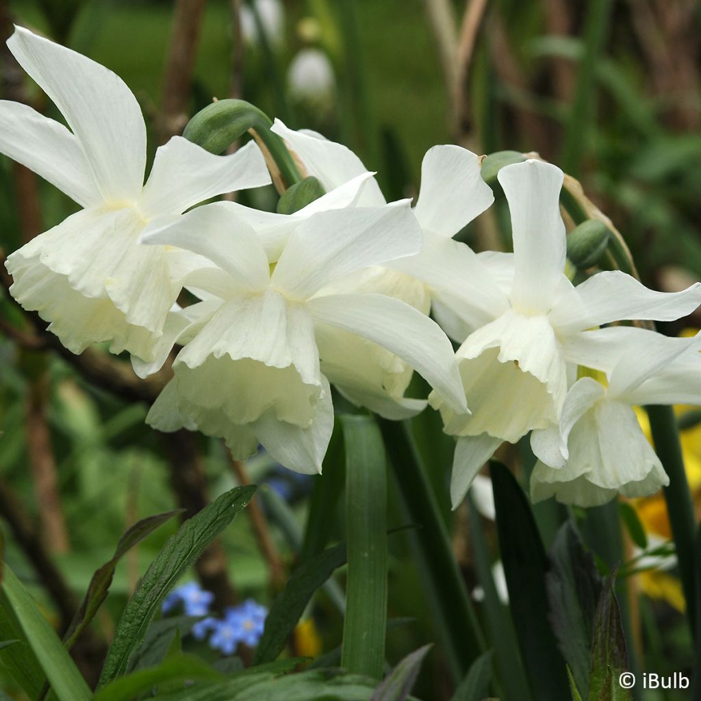Narcissus Pueblo