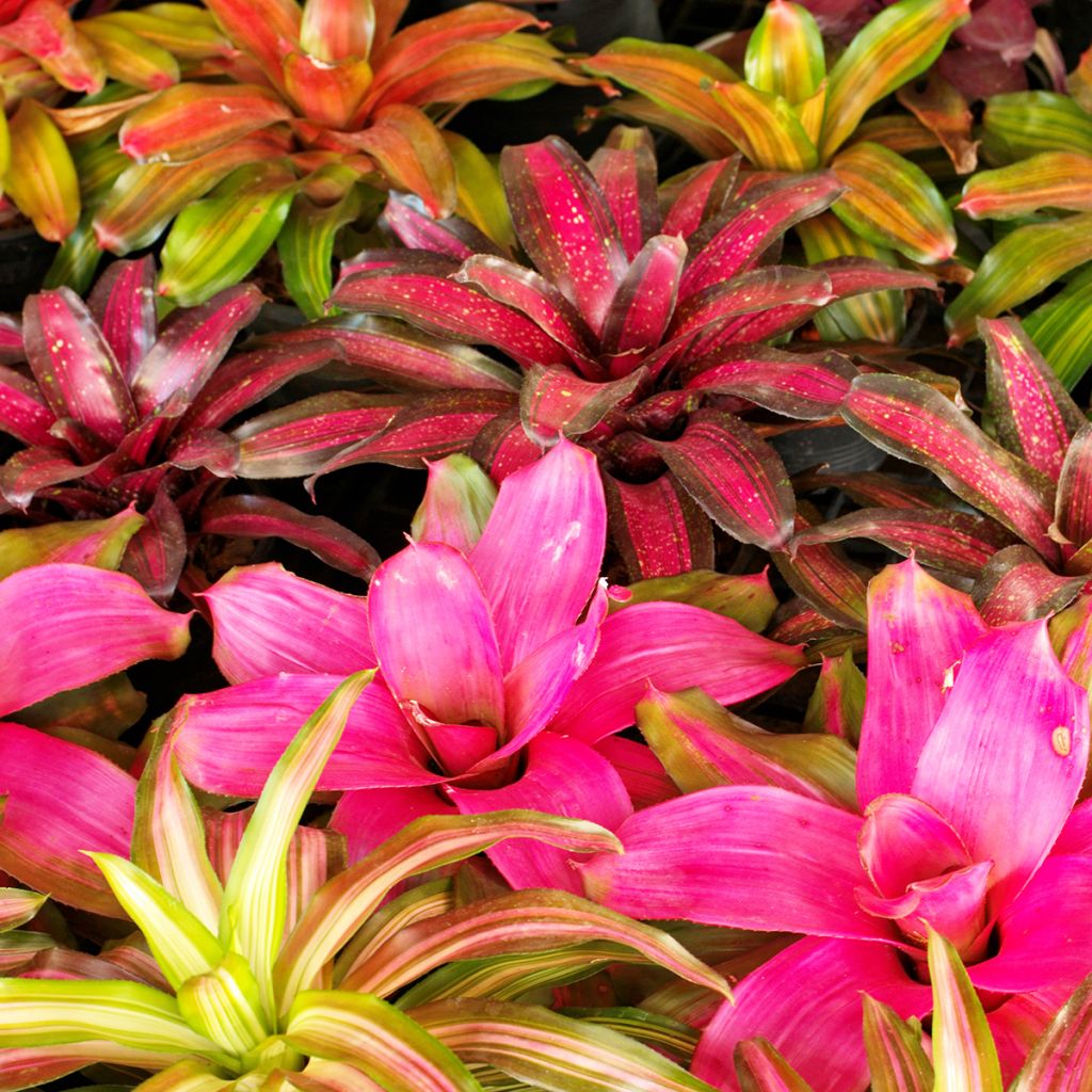Neoregelia Medusa