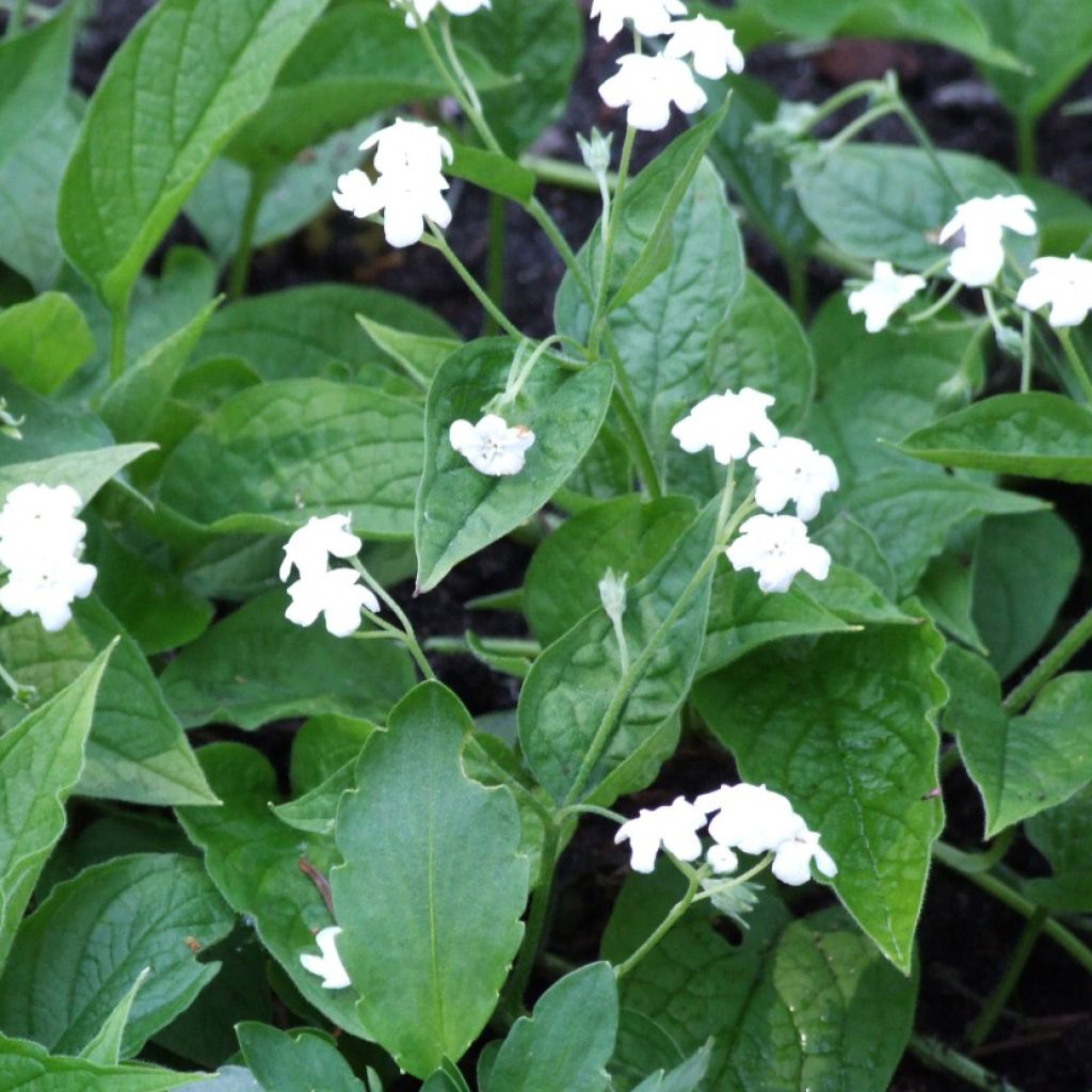 Omphalodes verna Alba - Frühlings-Gedenkemein
