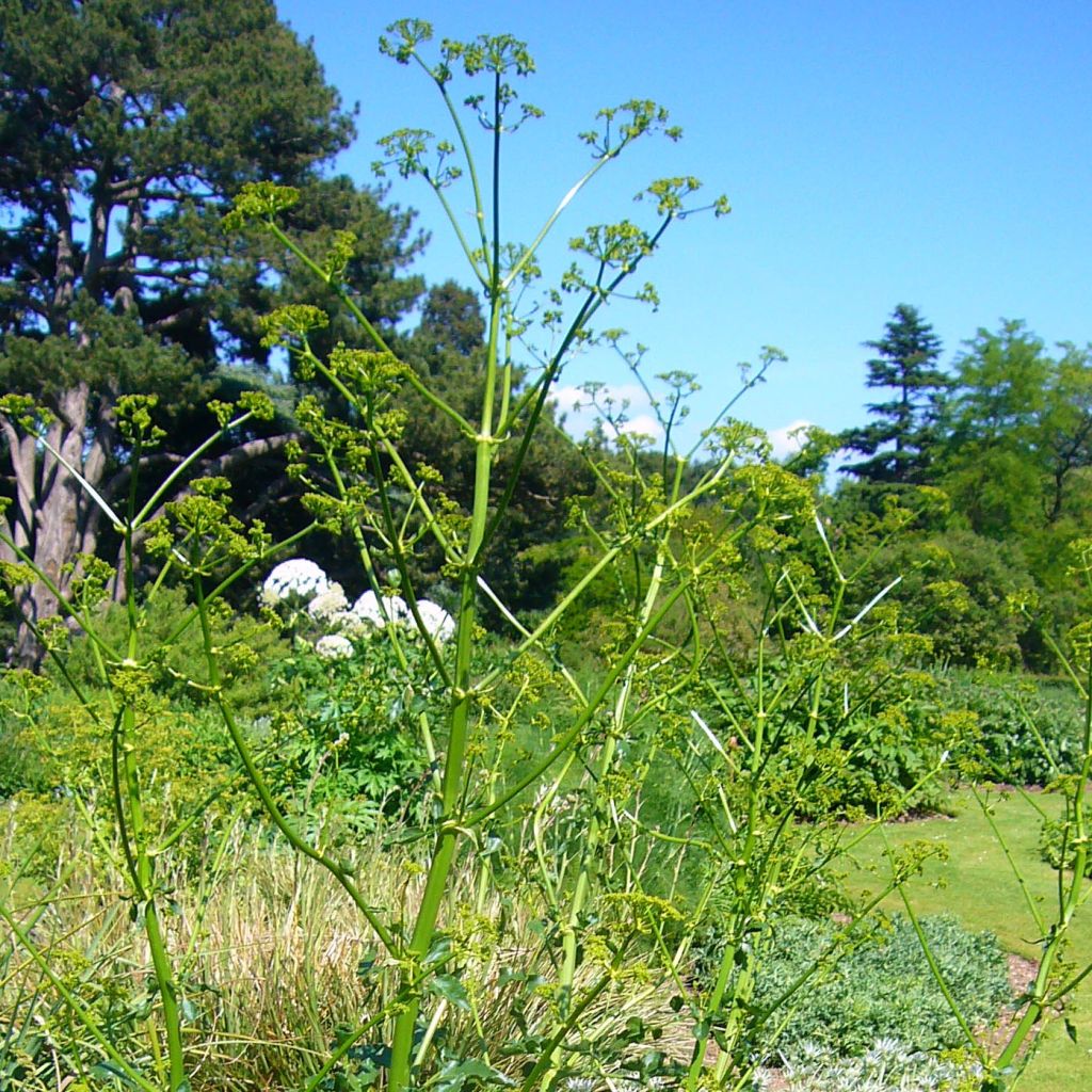 Opopanax chironium - Gummiwurz