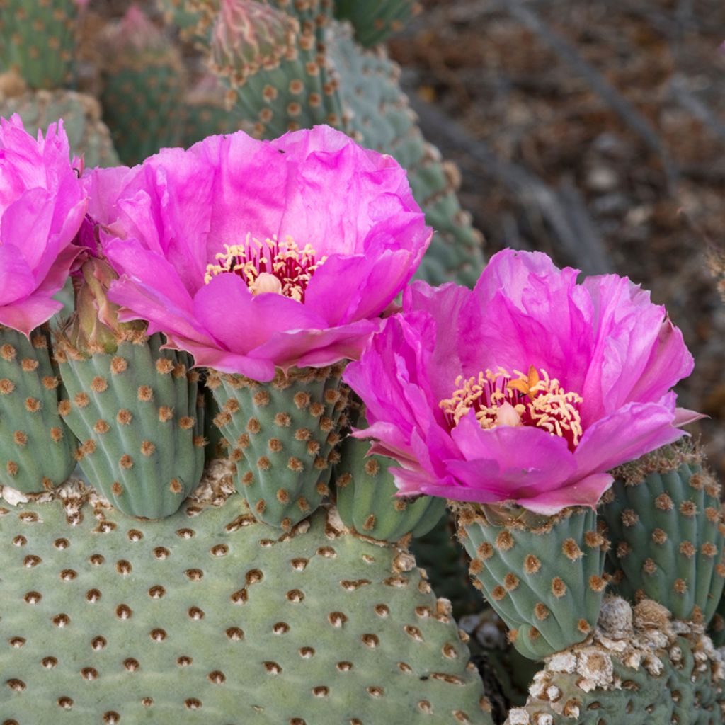 Opuntia basilaris - Feigenkaktus
