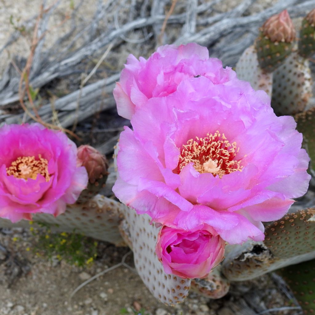 Opuntia basilaris - Feigenkaktus