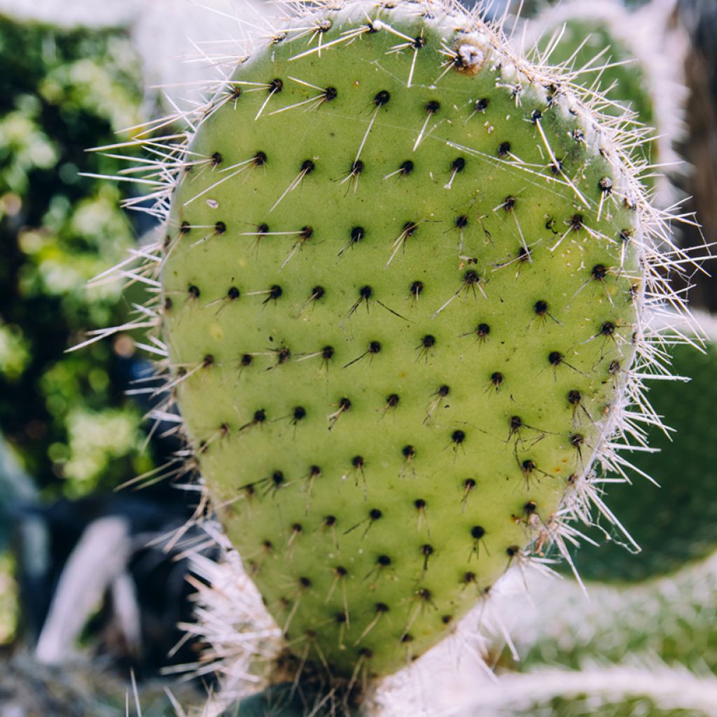 Opuntia bergeriana - Feigenkaktus