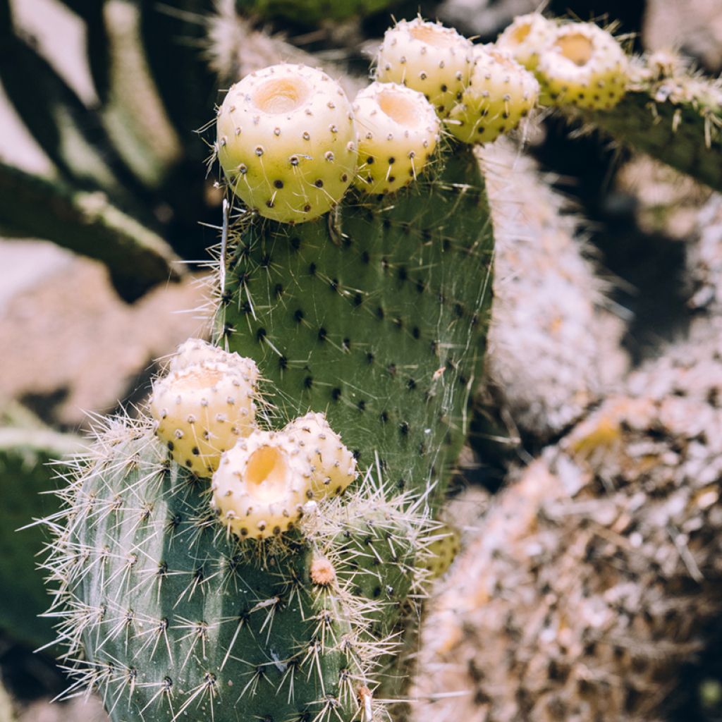 Opuntia bergeriana - Feigenkaktus