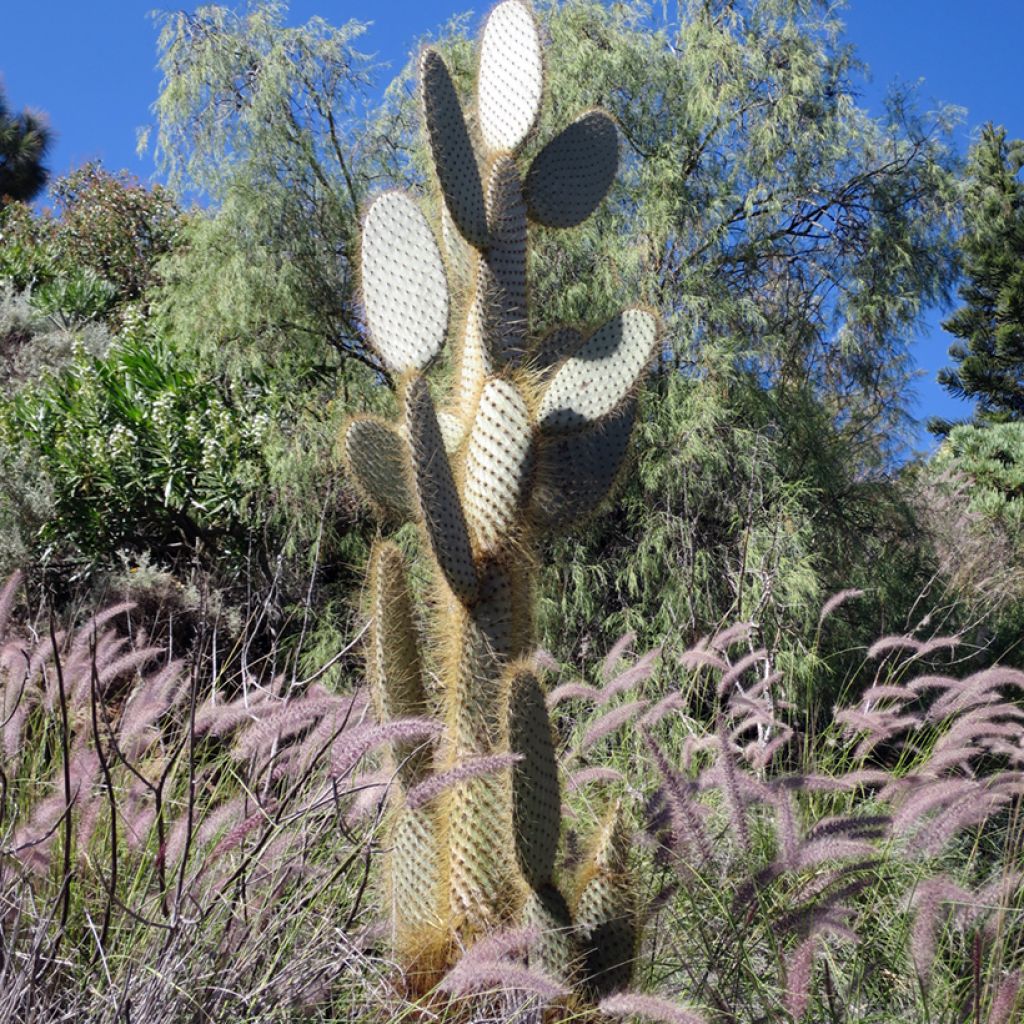 Opuntia leucotricha - Feigenkaktus