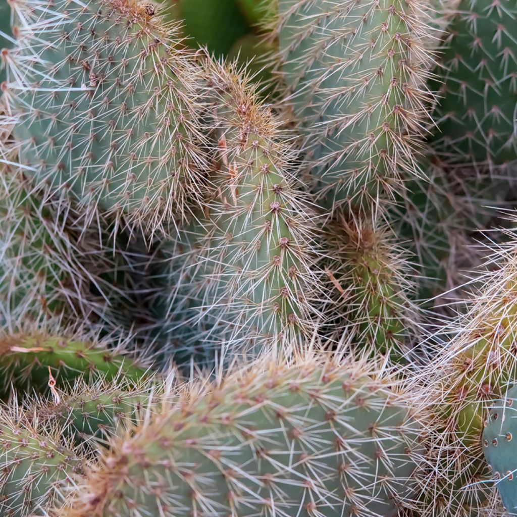 Opuntia leucotricha - Feigenkaktus