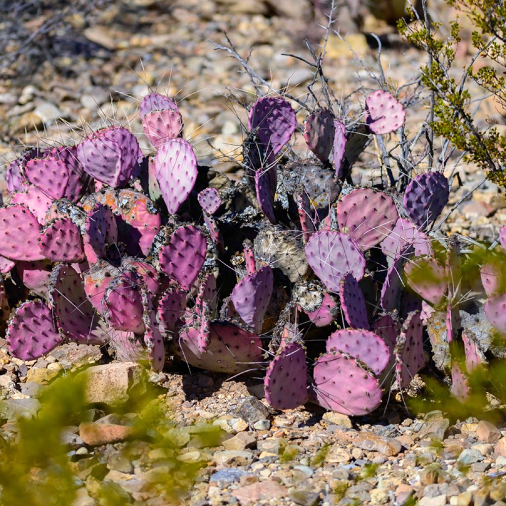 Opuntia macrocentra - Feigenkaktus