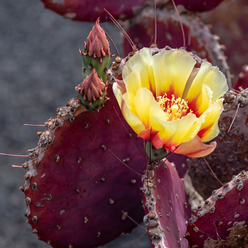 Opuntia macrocentra - Feigenkaktus