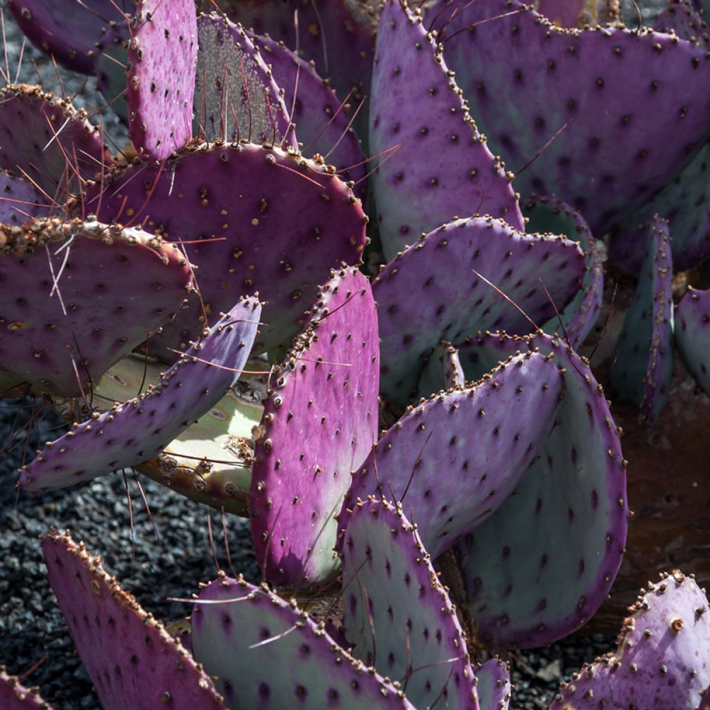 Opuntia macrocentra - Feigenkaktus