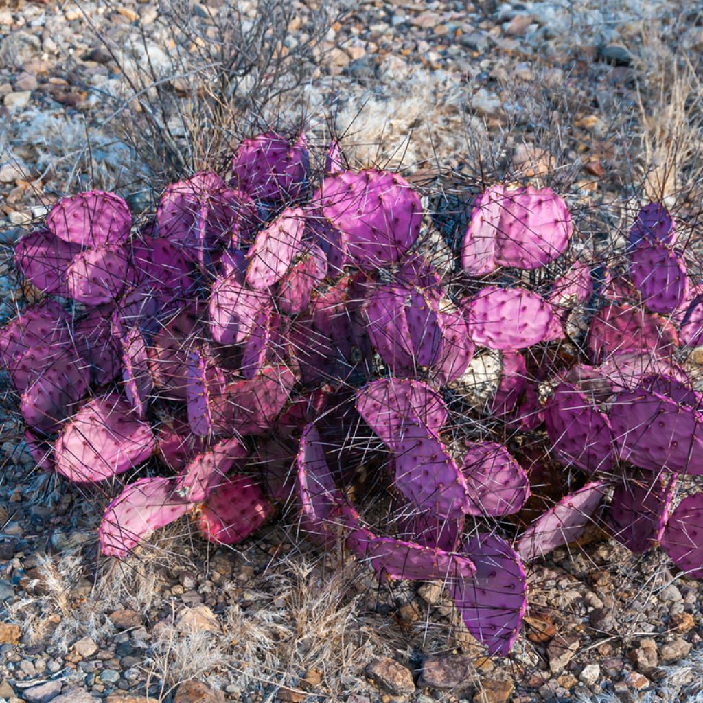 Opuntia macrocentra - Feigenkaktus