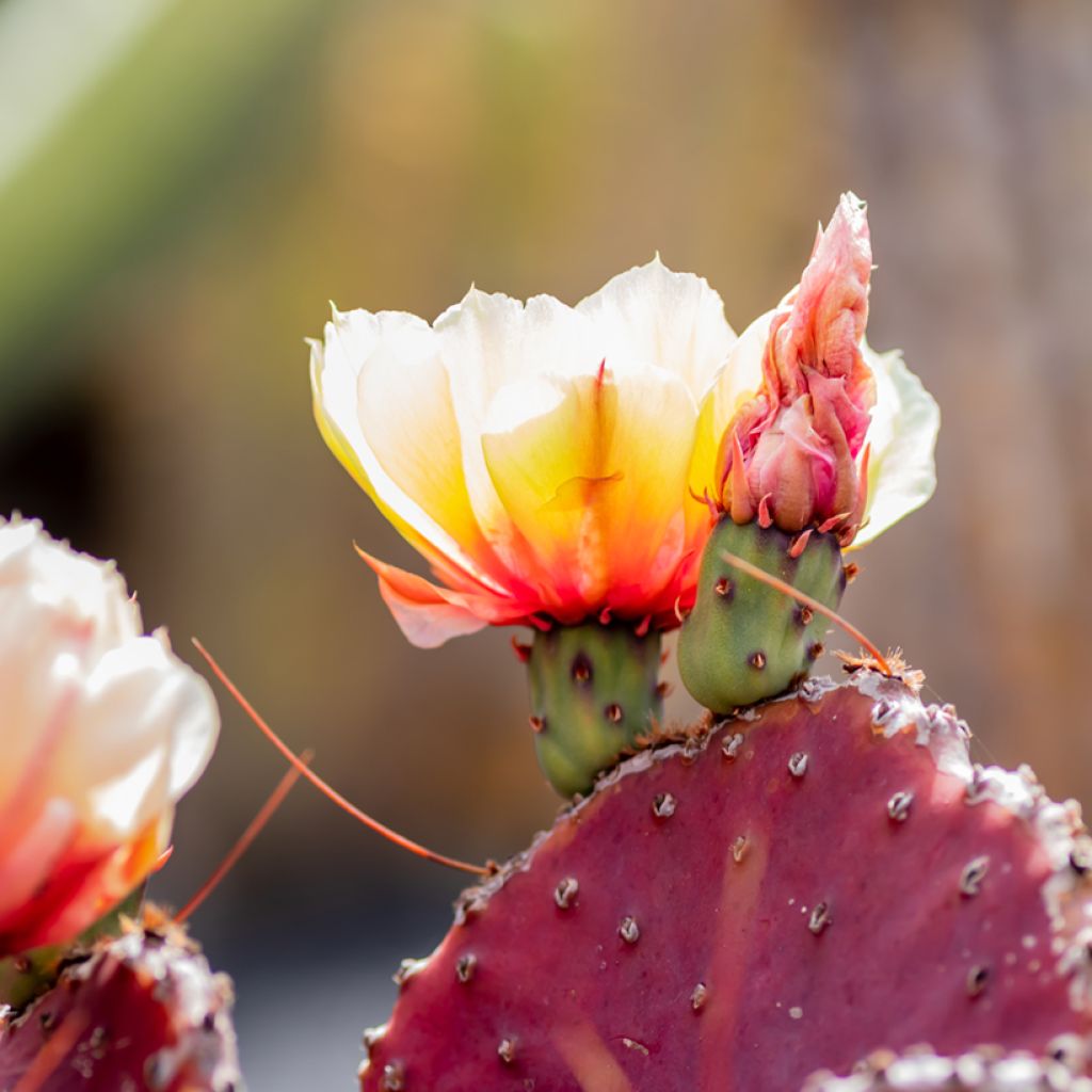 Opuntia macrocentra - Feigenkaktus