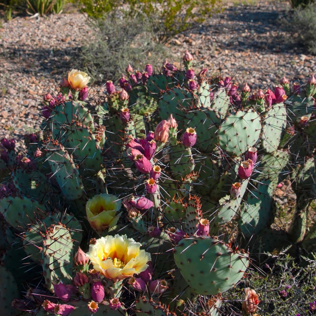 Opuntia macrocentra - Feigenkaktus