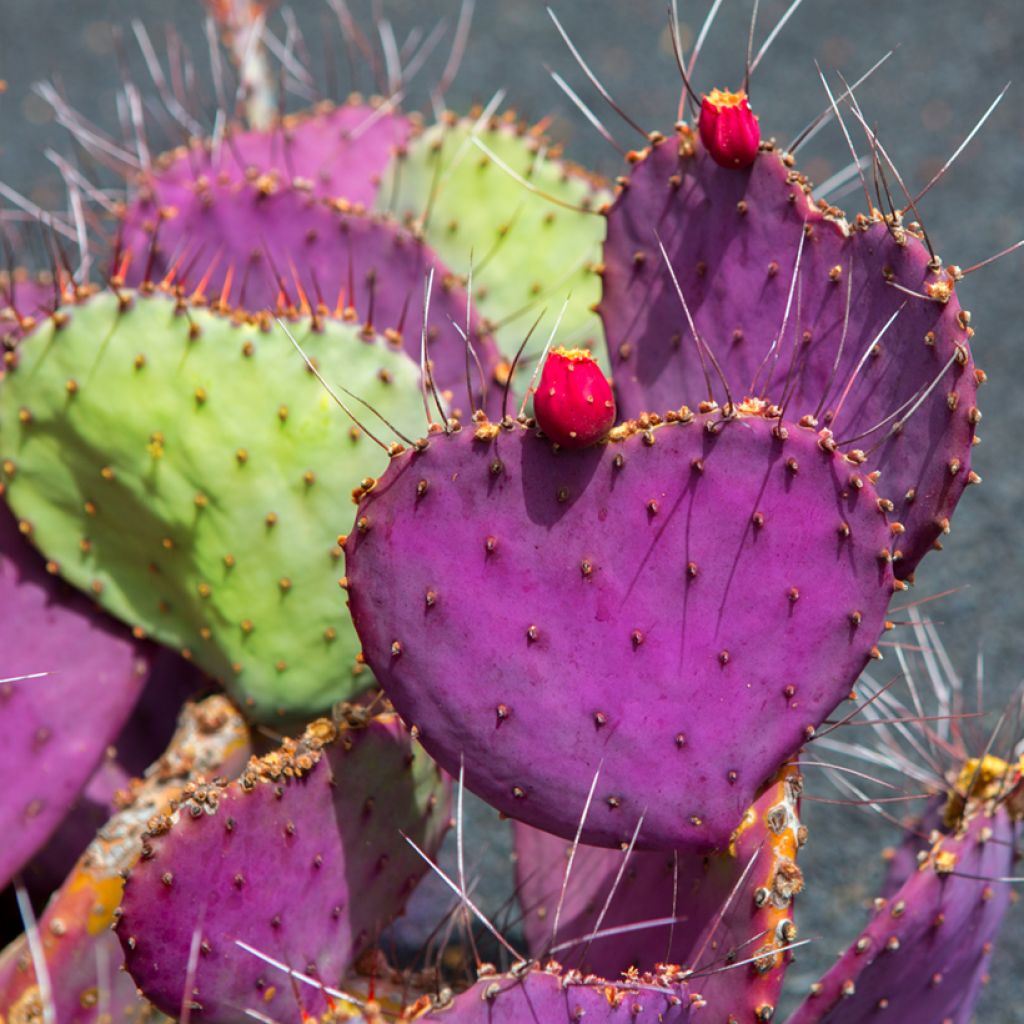 Opuntia macrocentra - Feigenkaktus