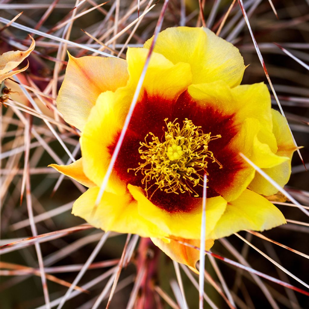 Opuntia macrocentra - Feigenkaktus