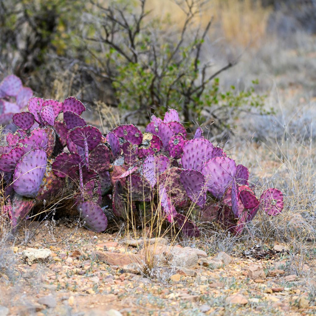 Opuntia macrocentra - Feigenkaktus