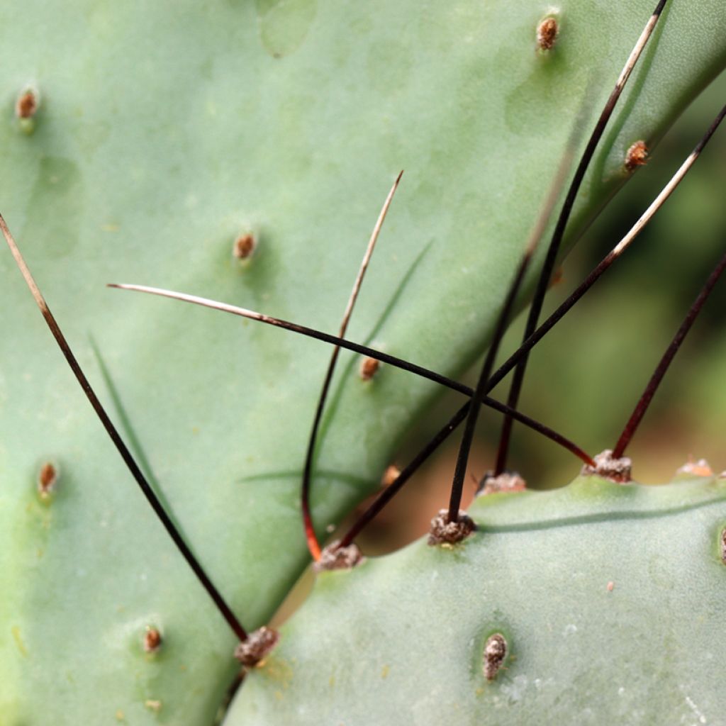 Opuntia macrocentra - Feigenkaktus