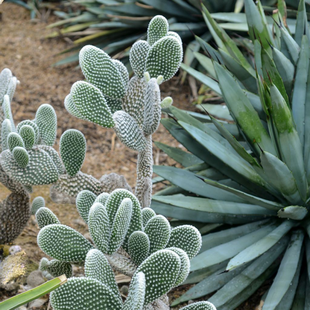 Opuntia microdasys var. albispina - Feigenkaktus