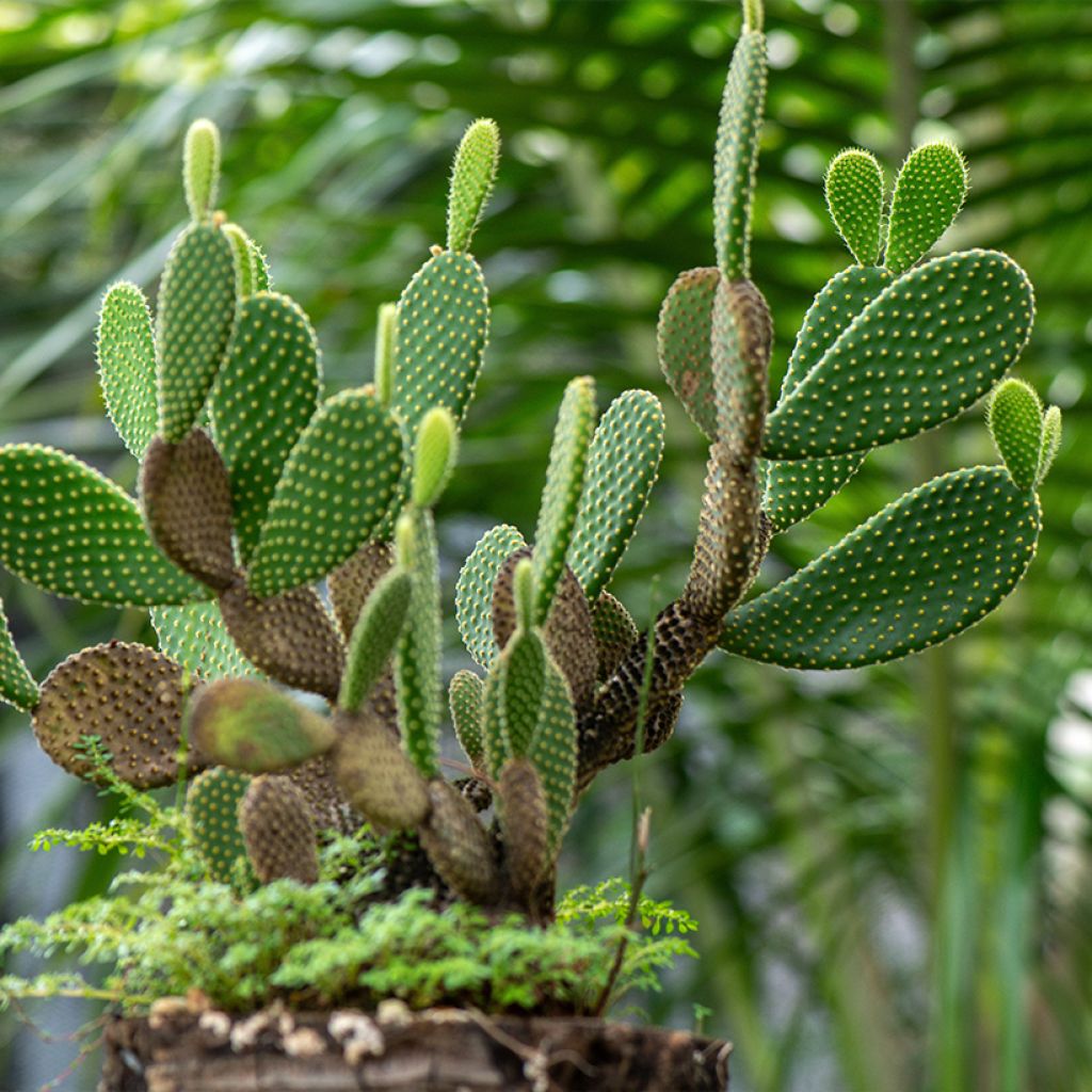 Opuntia microdasys var. pallida - Feigenkaktus