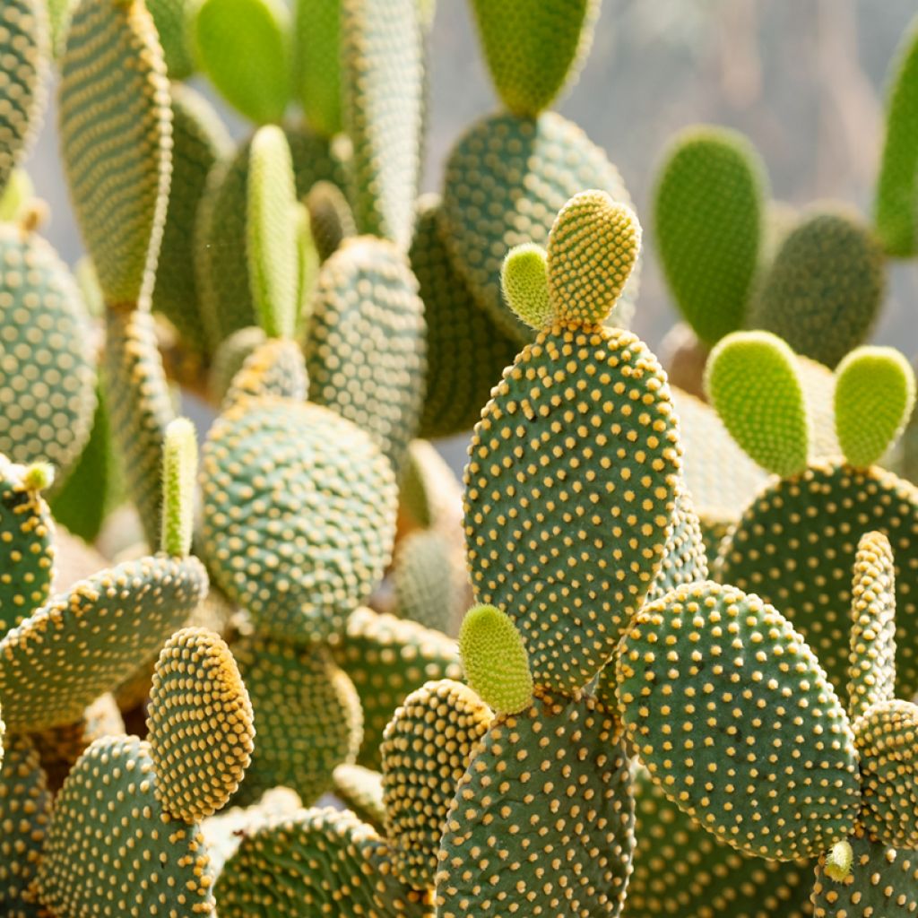 Opuntia microdasys var. pallida - Feigenkaktus