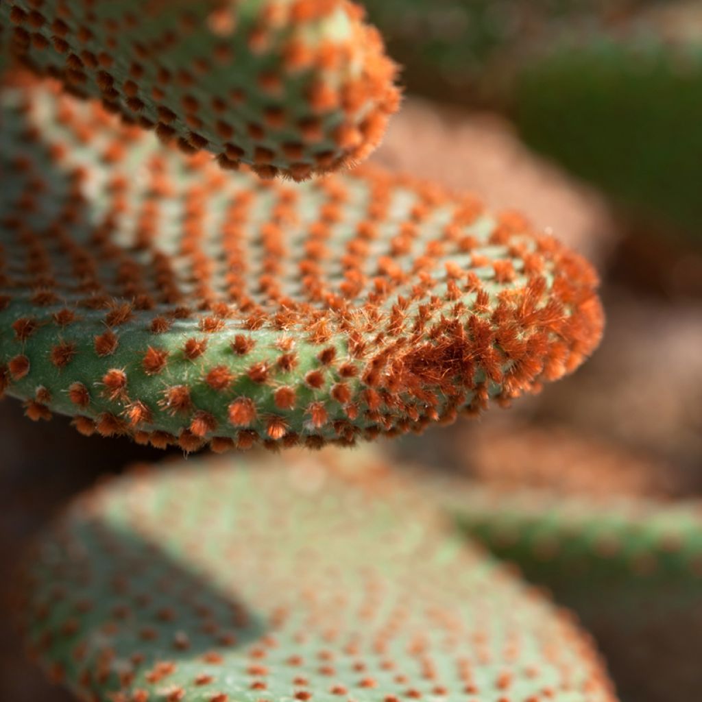 Opuntia microdasys var. rufida - Feigenkaktus