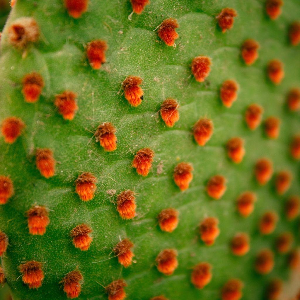 Opuntia microdasys var. rufida - Feigenkaktus