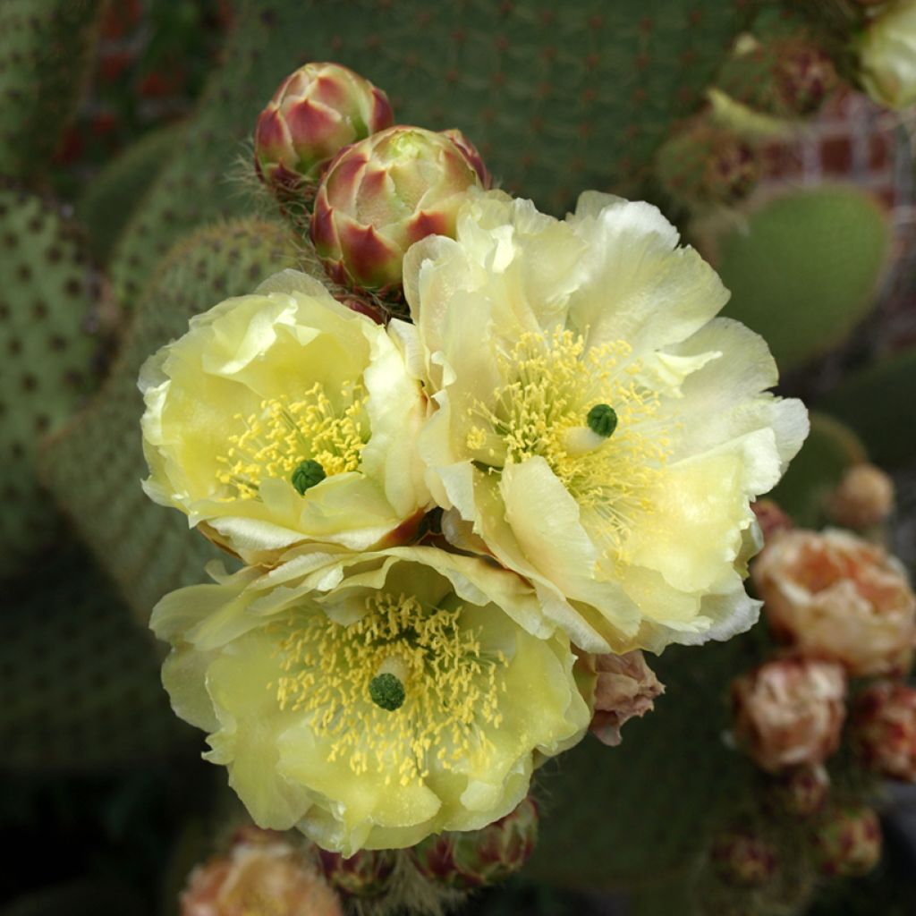 Opuntia microdasys var. rufida - Feigenkaktus