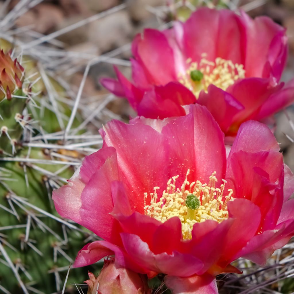 Opuntia polyacantha - Feigenkaktus