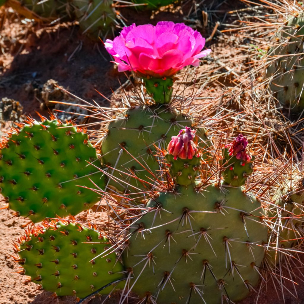 Opuntia polyacantha - Feigenkaktus
