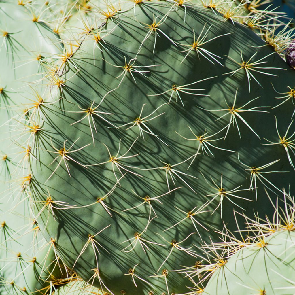 Opuntia robusta - Feigenkaktus