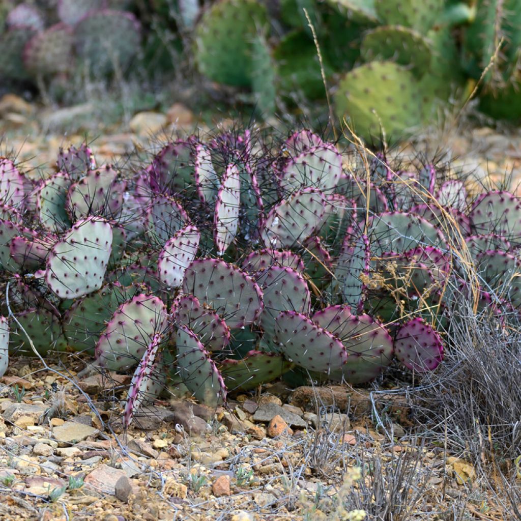 Opuntia santa-rita - Feigenkaktus