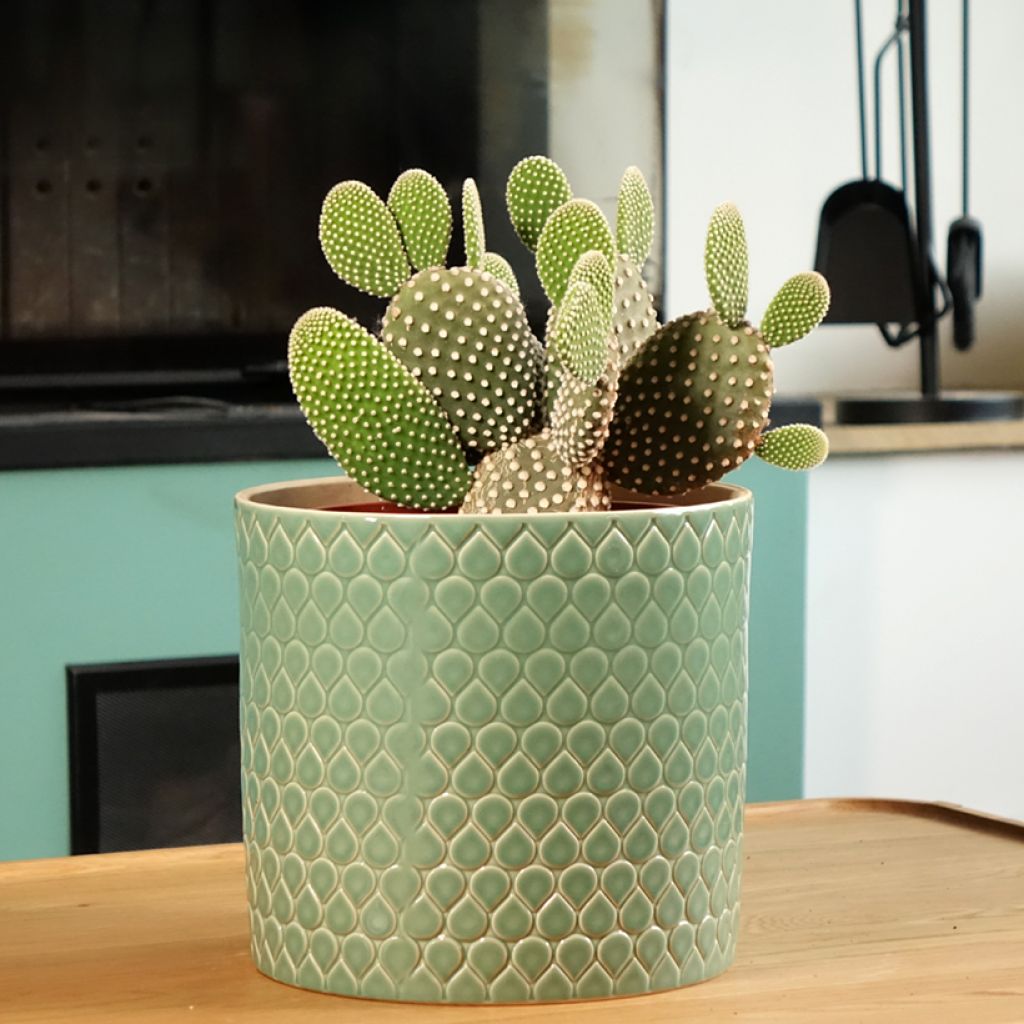 Opuntia microdasys var. albispina - Feigenkaktus
