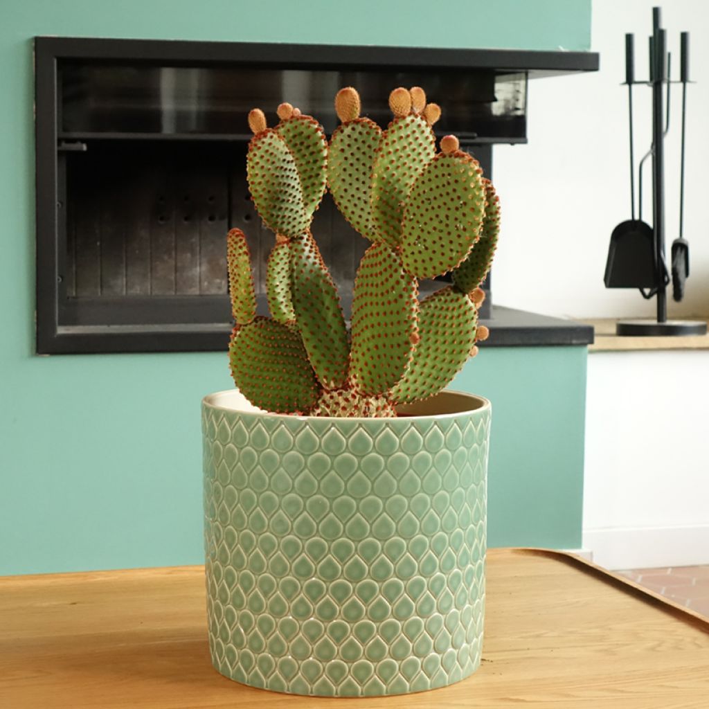Opuntia microdasys var. rufida - Feigenkaktus