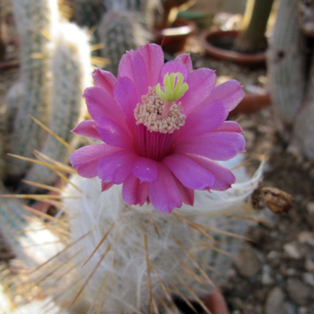 Oreocereus leucotrichus - Kaktus