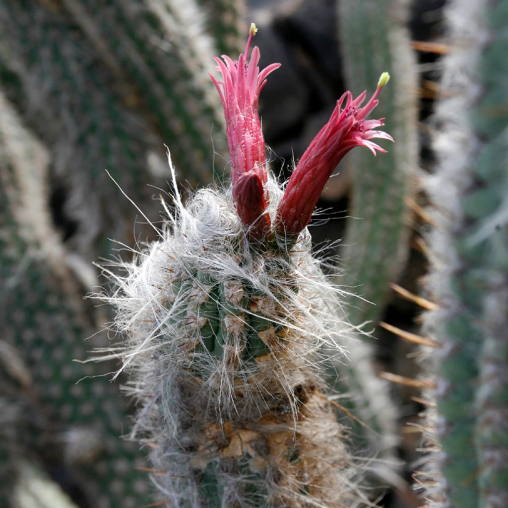 Oreocereus leucotrichus - Kaktus