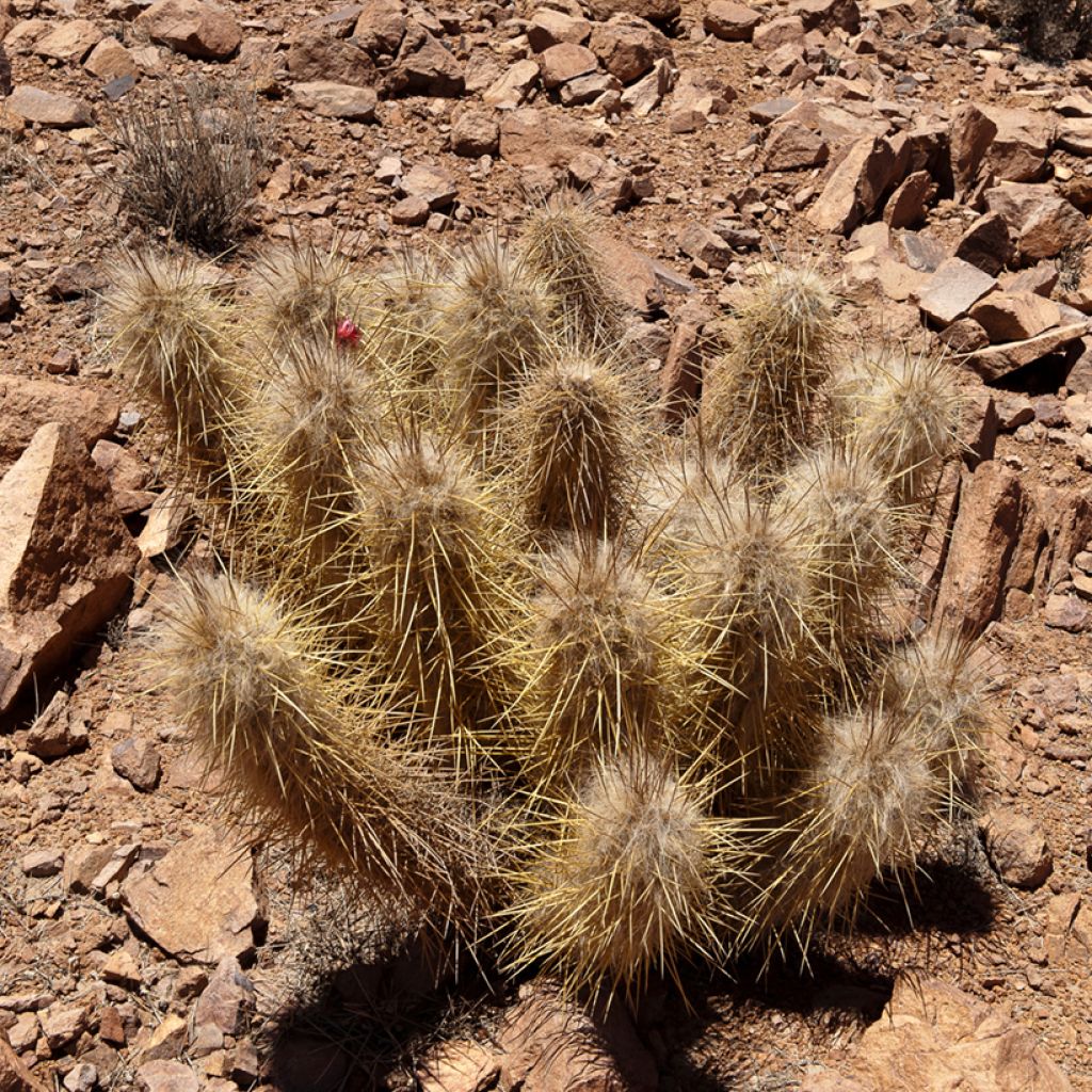 Oreocereus leucotrichus - Kaktus