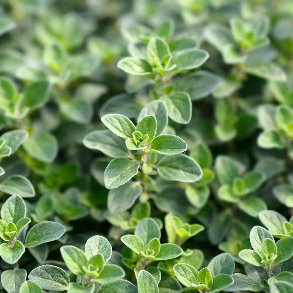 Majoran - Origanum
