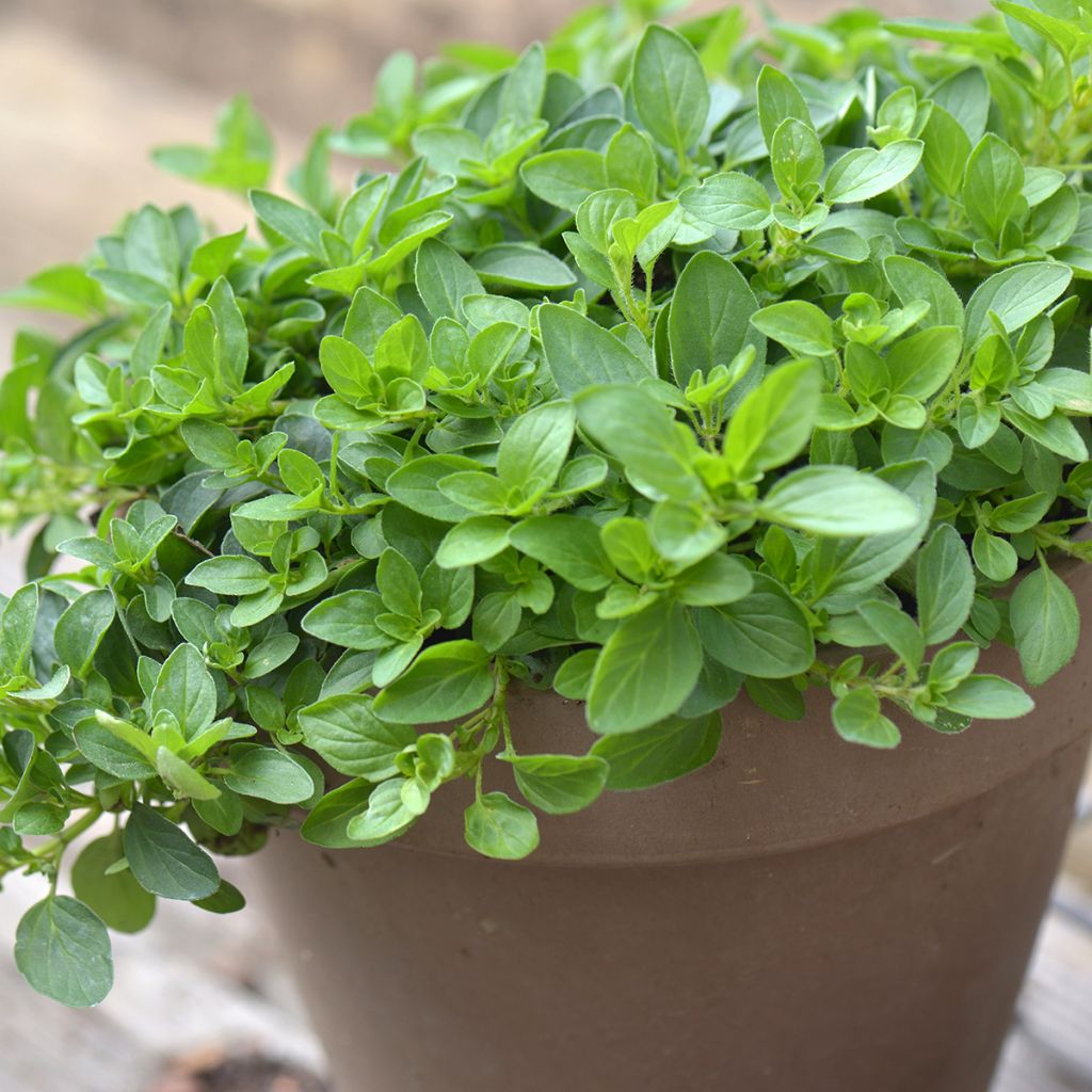 Majoran - Origanum