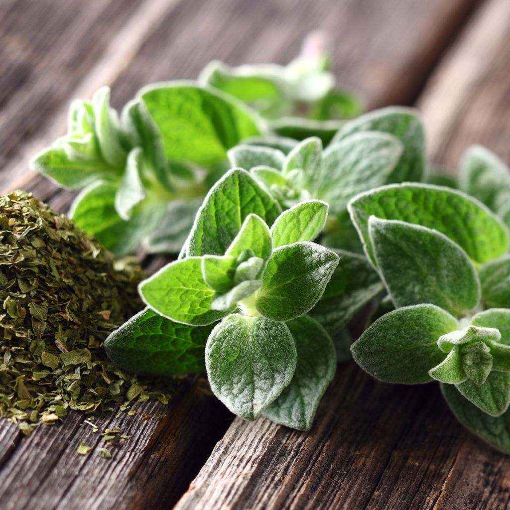 Majoran - Origanum