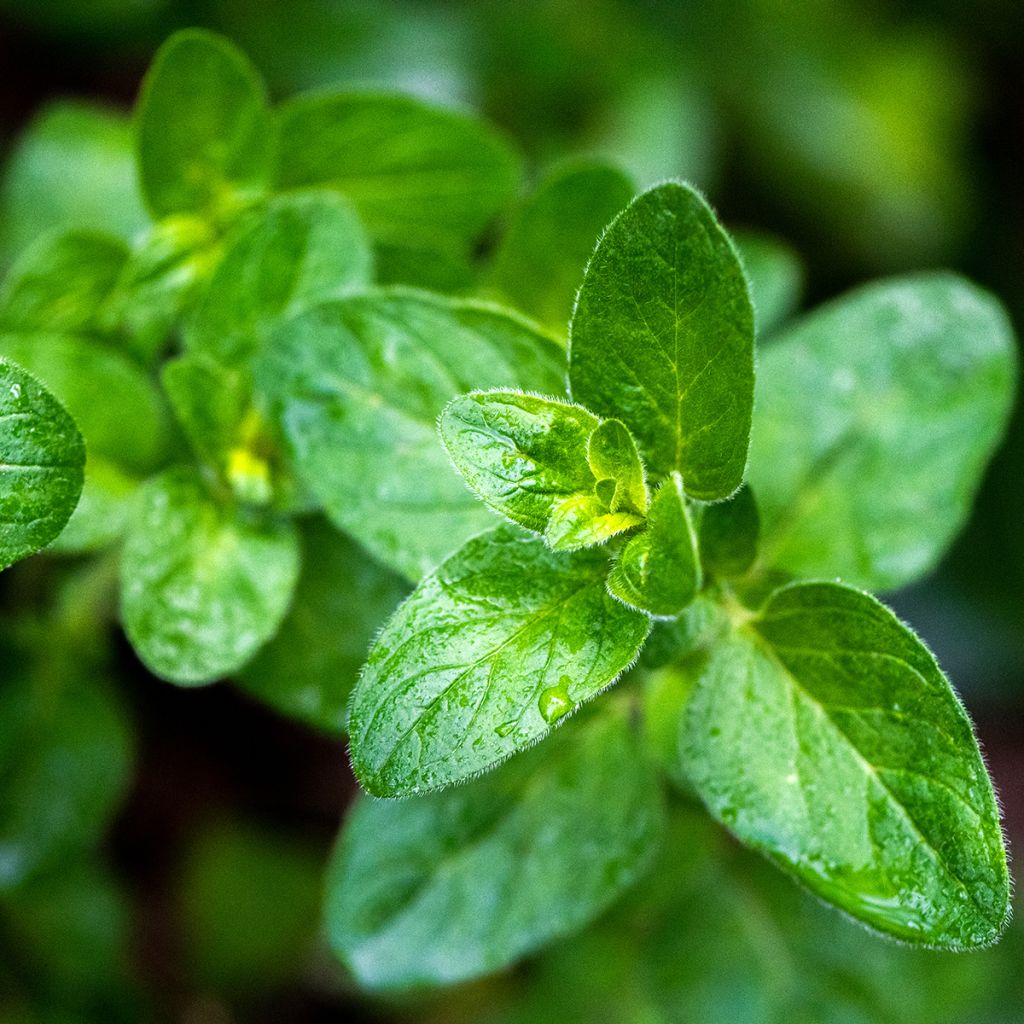 Majoran - Origanum